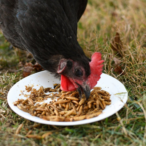 Happy Hen Grub Frenzy Globally Sourced 30oz - Poudre Pet & Feed Supply 3